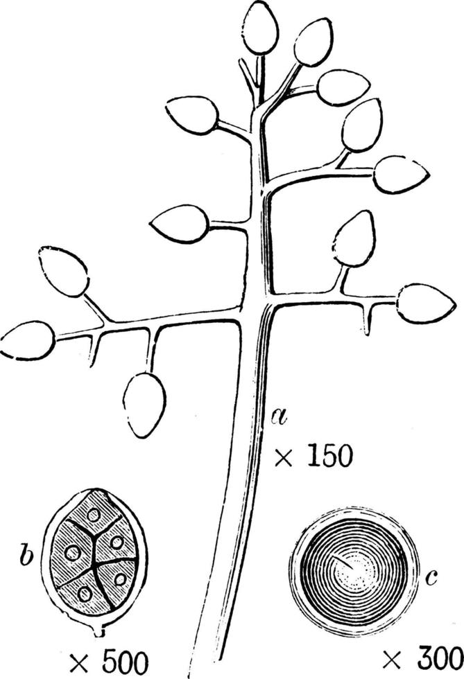 illustration vintage de peronospora nivea. vecteur