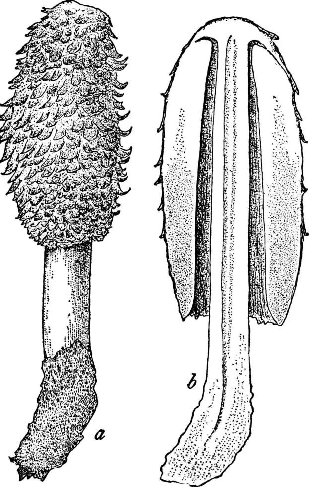 illustration vintage de crinière hirsute. vecteur