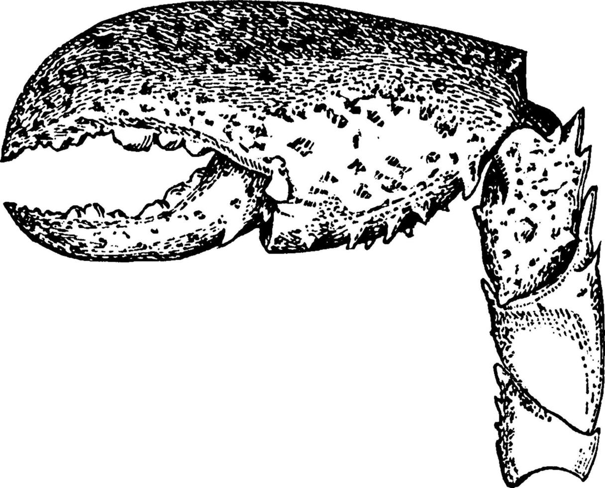 pince de homard, illustration vintage. vecteur