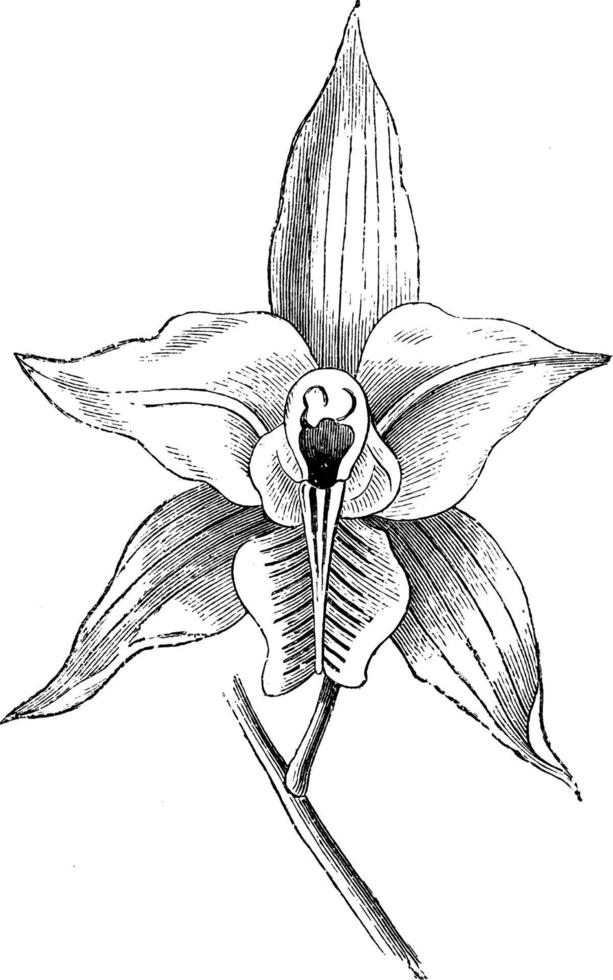 fleur de laelia albida illustration vintage. vecteur