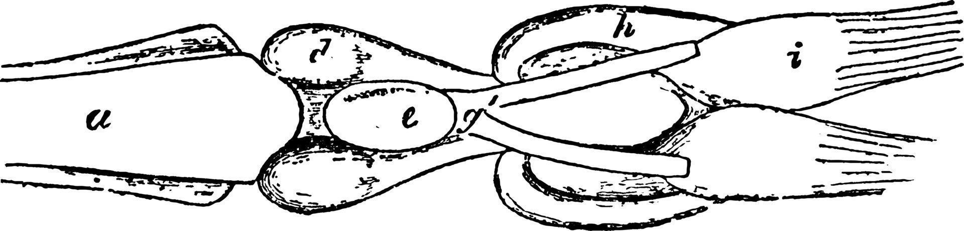 cerveau de polypterus, illustration vintage. vecteur