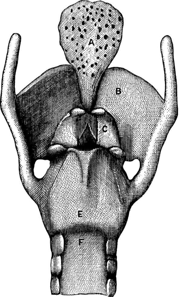 vue postérieure du larynx, illustration vintage. vecteur
