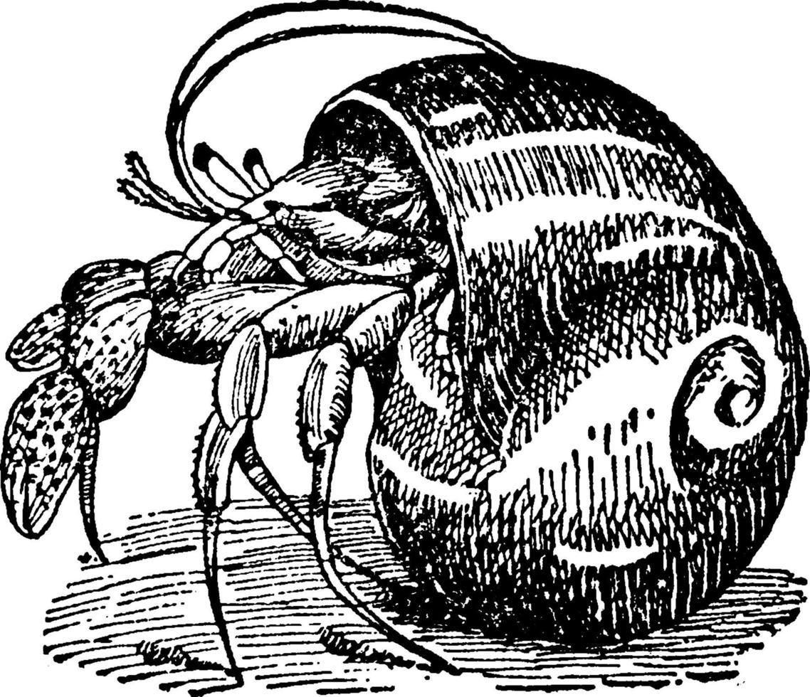 crabe ermite, illustration vintage vecteur