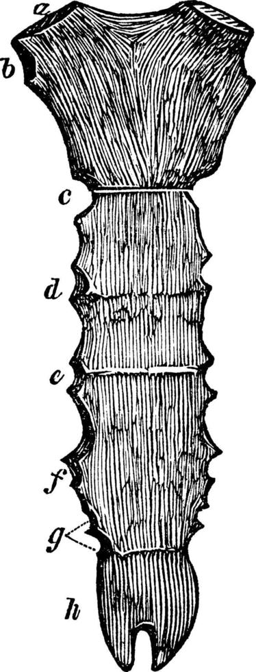 sternum, illustration vintage vecteur