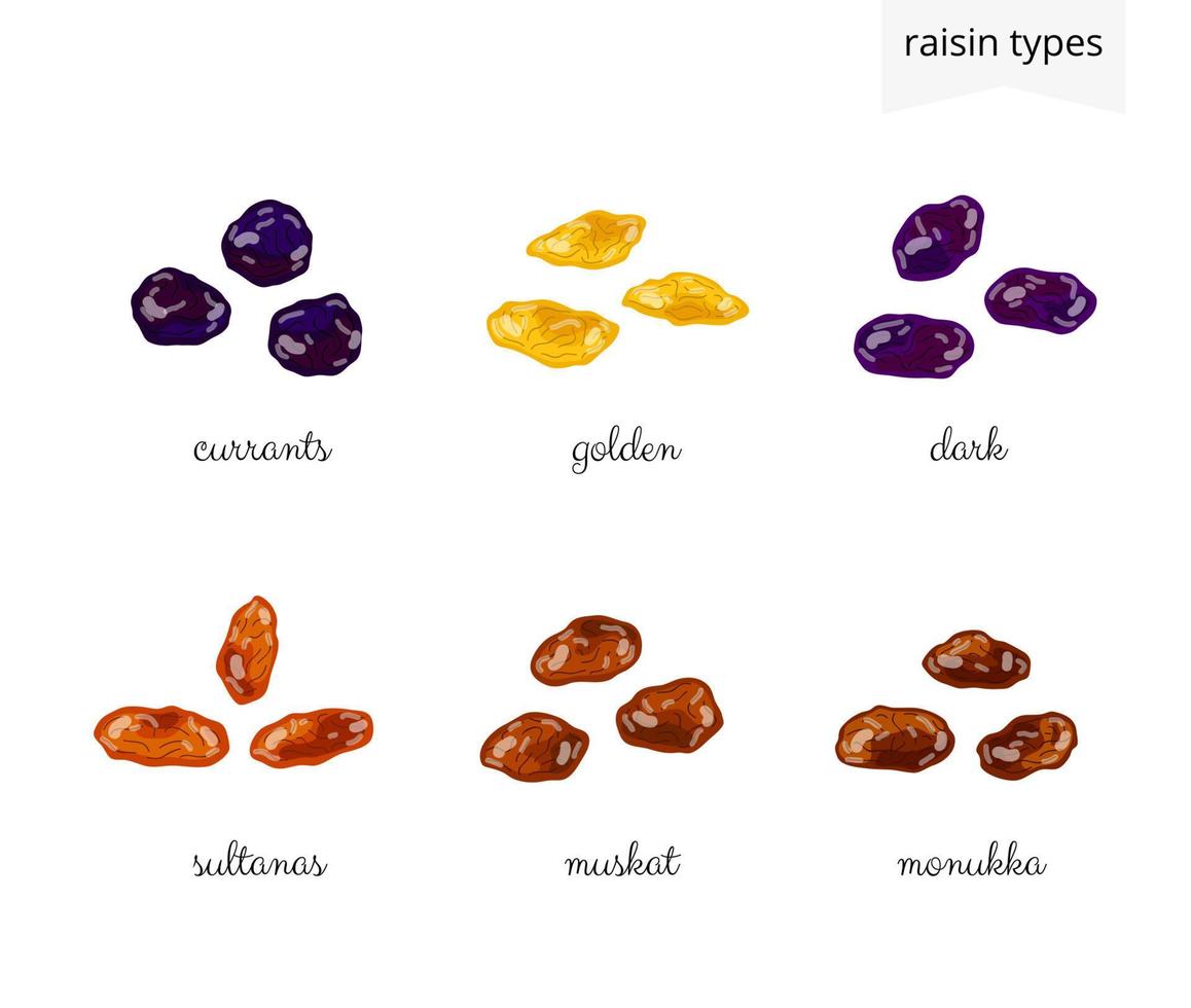 collection de raisins secs de dessin animé. vecteur