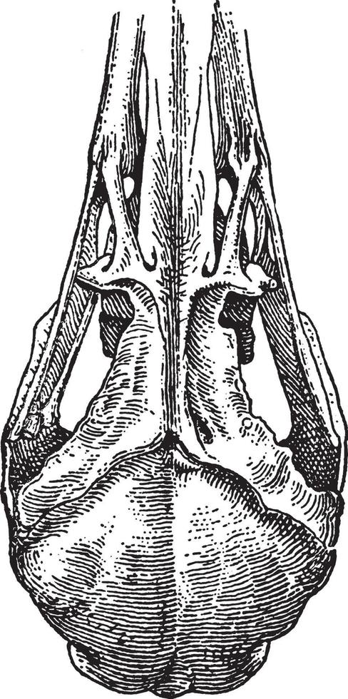 crâne de courlis, illustration vintage. vecteur