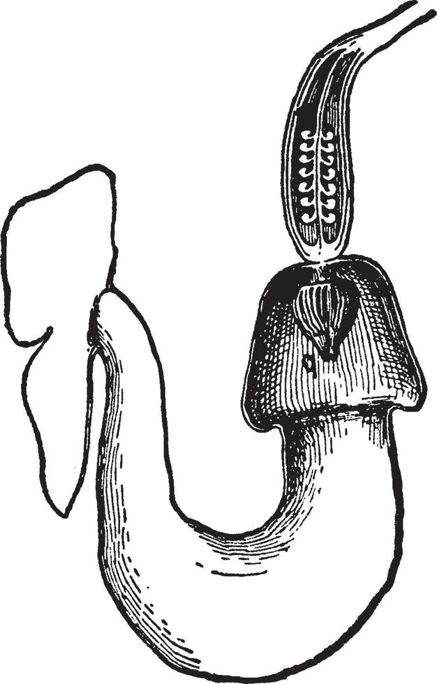 illustration vintage d'aristoloche macrophylla. vecteur