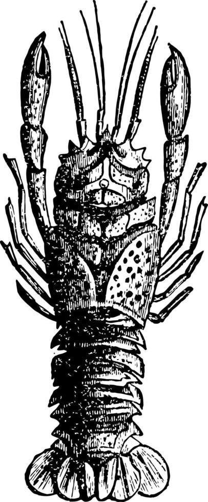 fossile de homard, illustration vintage. vecteur