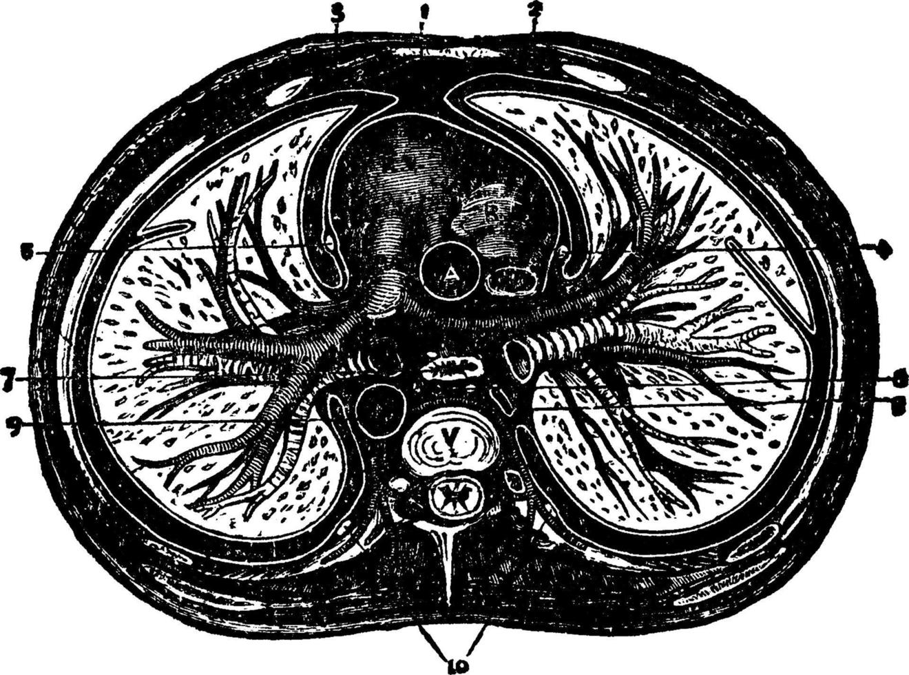 thorax, illustration vintage. vecteur