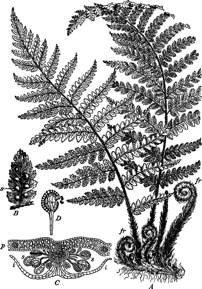 illustration vintage de plante de spores de fougère. vecteur