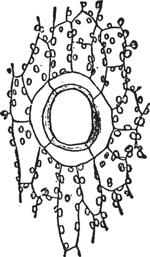 illustration vintage de bryophytes. vecteur