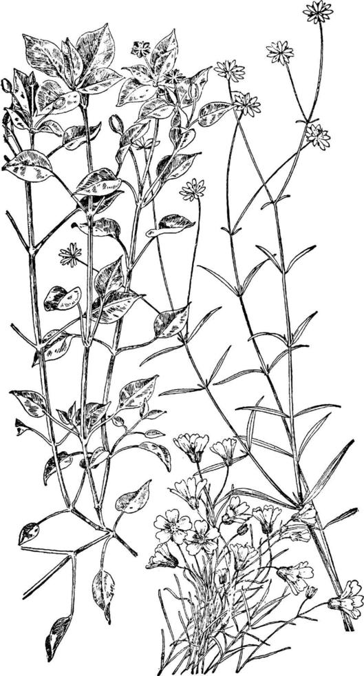 stellaire moyenne, sandwort de montagne, illustration vintage de stitchwort à longues feuilles. vecteur