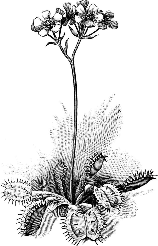illustration vintage de l'attrape-mouche de Vénus. vecteur