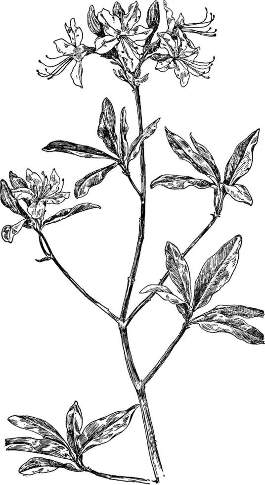 illustration vintage de fleur de pinxter. vecteur