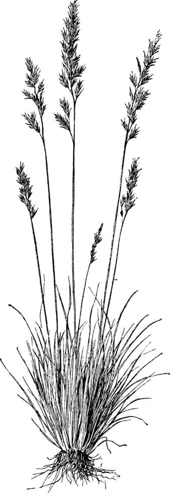 illustration vintage de festuca ovina. vecteur