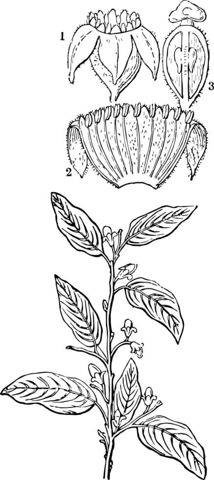 illustration vintage d'aquilaria. vecteur