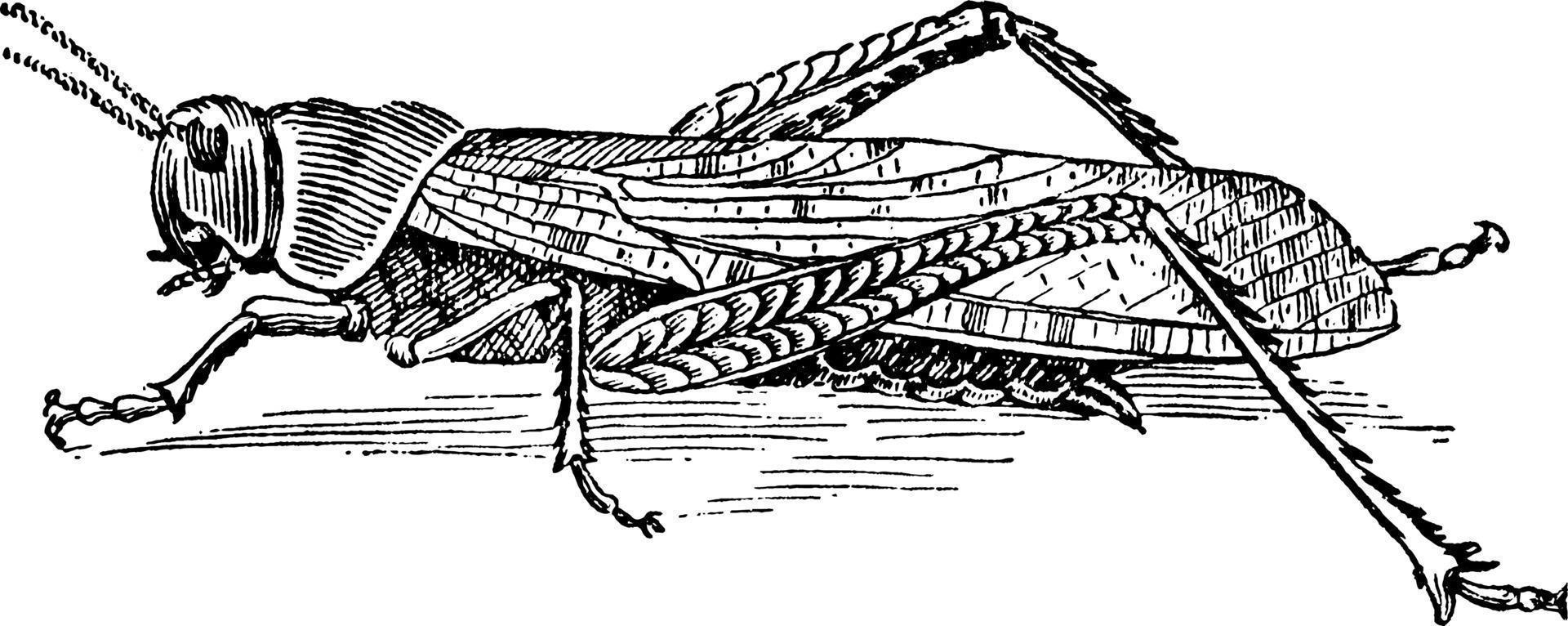 sauterelle, illustration vintage vecteur