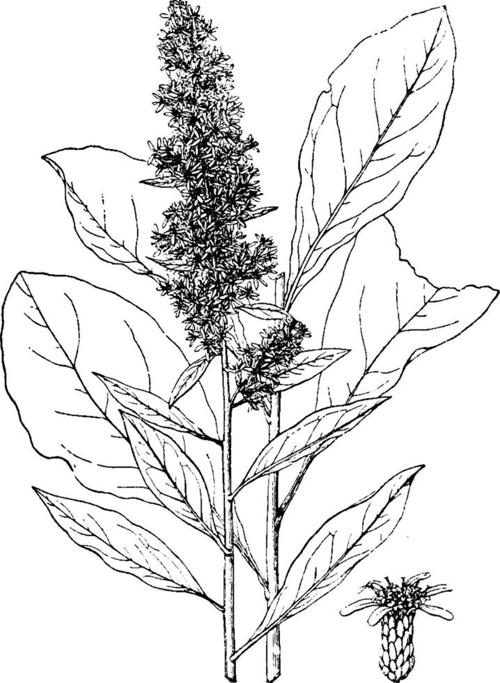 illustration vintage solidago speciosa. vecteur