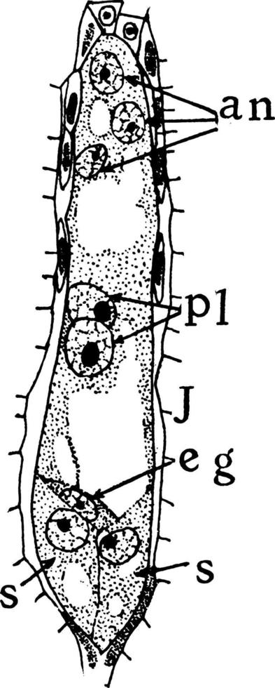 étape de formation de mégaspores 10 illustration vintage. vecteur