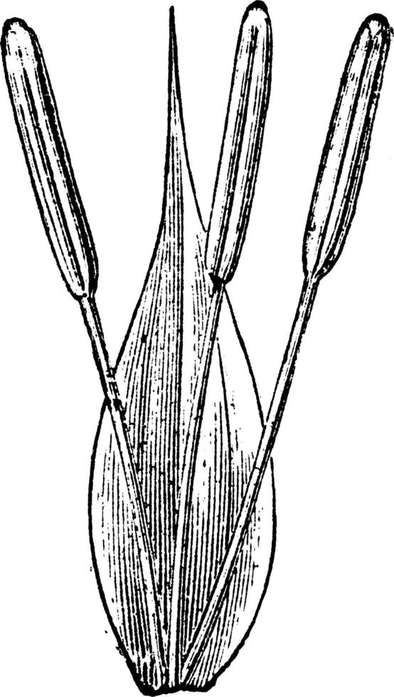 illustration vintage de fleur de carex mâle. vecteur
