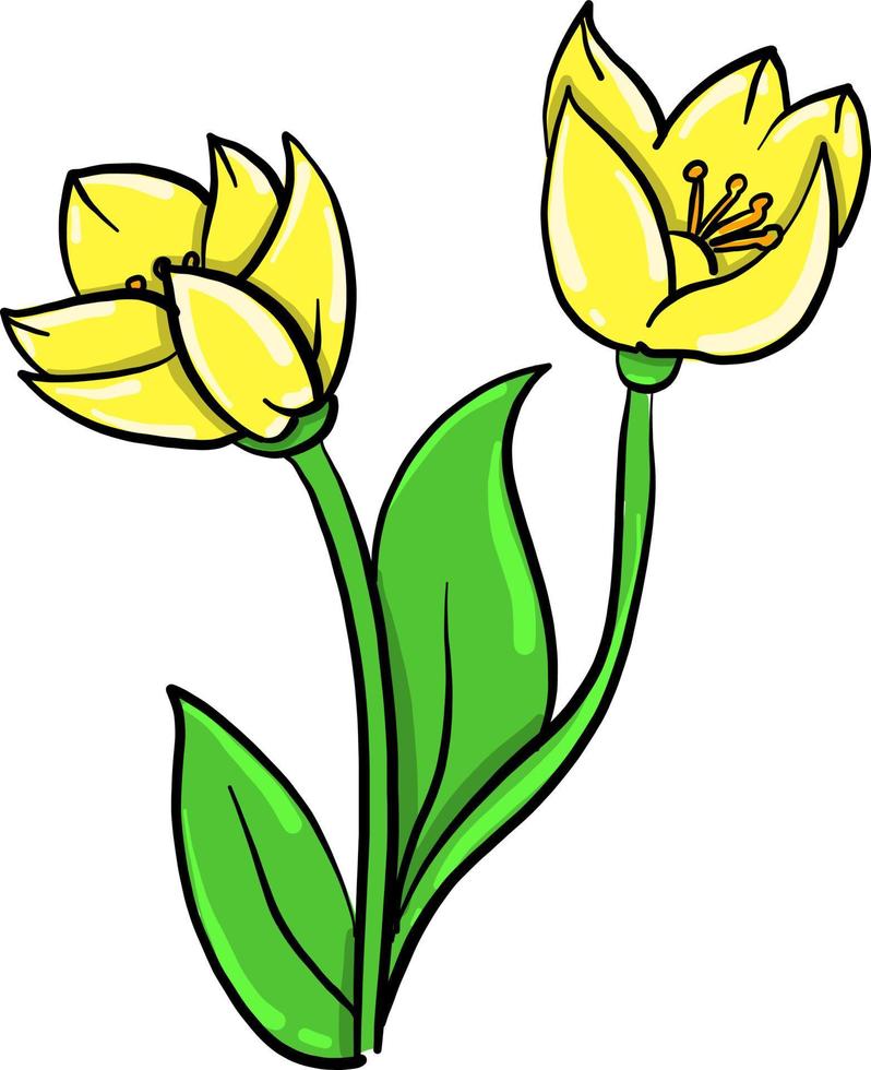 Coquelicot jaune, illustration, vecteur sur fond blanc