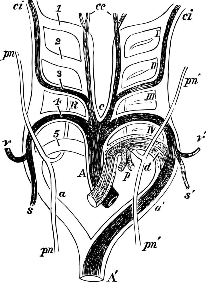 arcs aortiques dans une illustration vintage de mammifère. vecteur