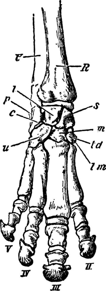 périssodactyle, illustration vintage. vecteur