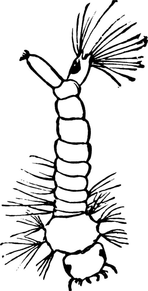 larve de moustique, illustration vintage. vecteur