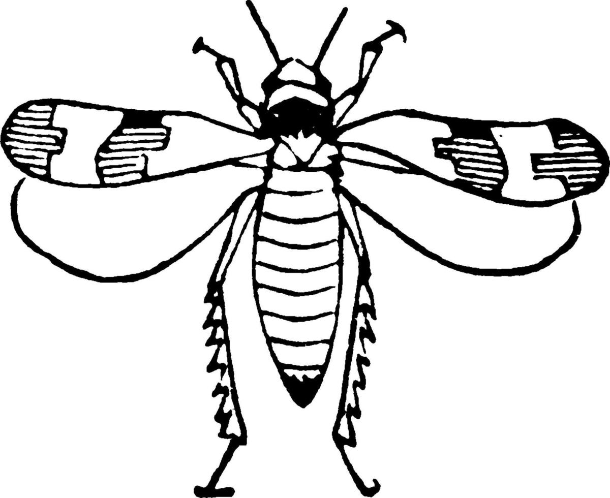 imago de la cicadelle du raisin à trois bandes, illustration vintage. vecteur