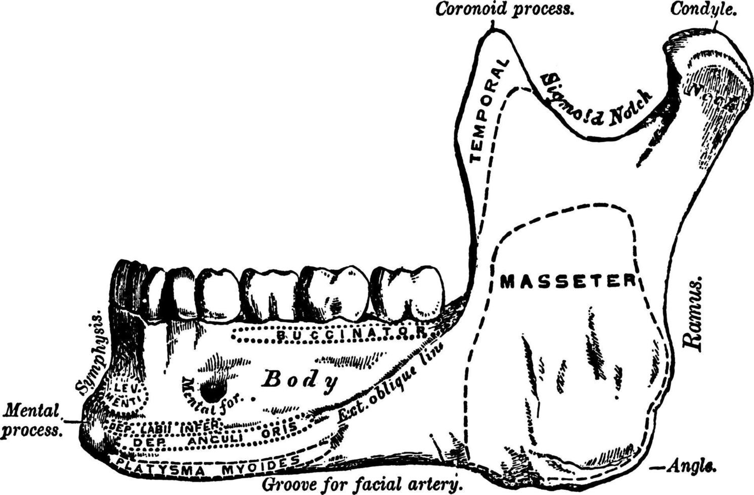 maxillaire humain, os de la mâchoire inférieure, illustration vintage. vecteur