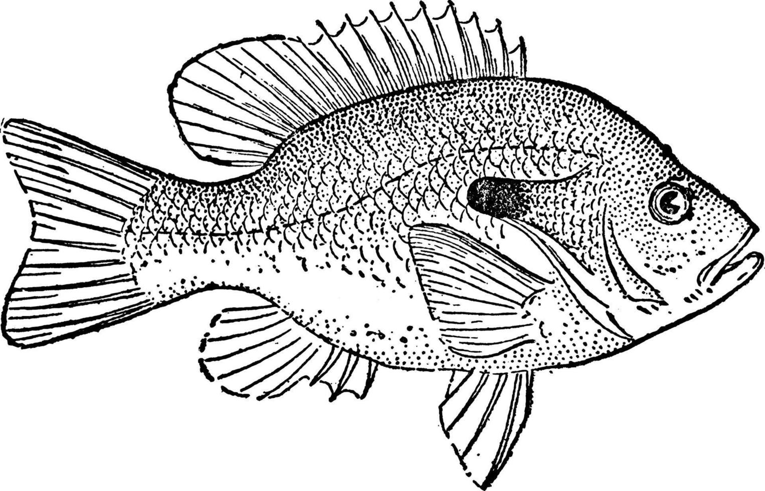 poisson-lune, illustration vintage vecteur