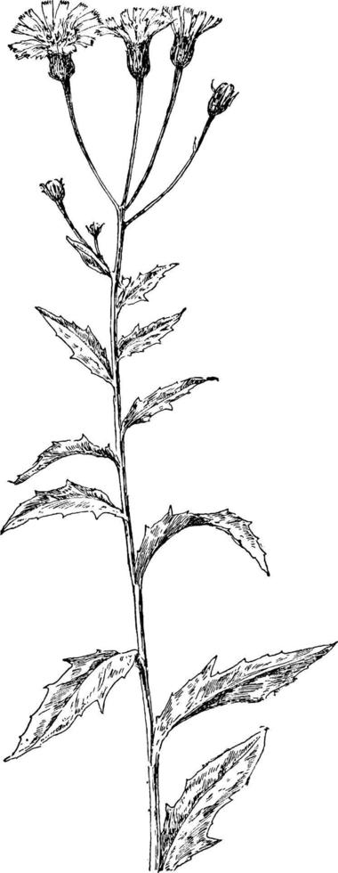 illustration vintage de l'épervière du canada. vecteur