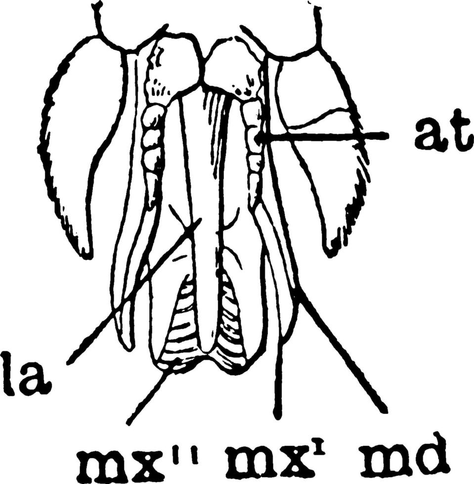 pièces buccales de mouche à cheval, illustration vintage. vecteur