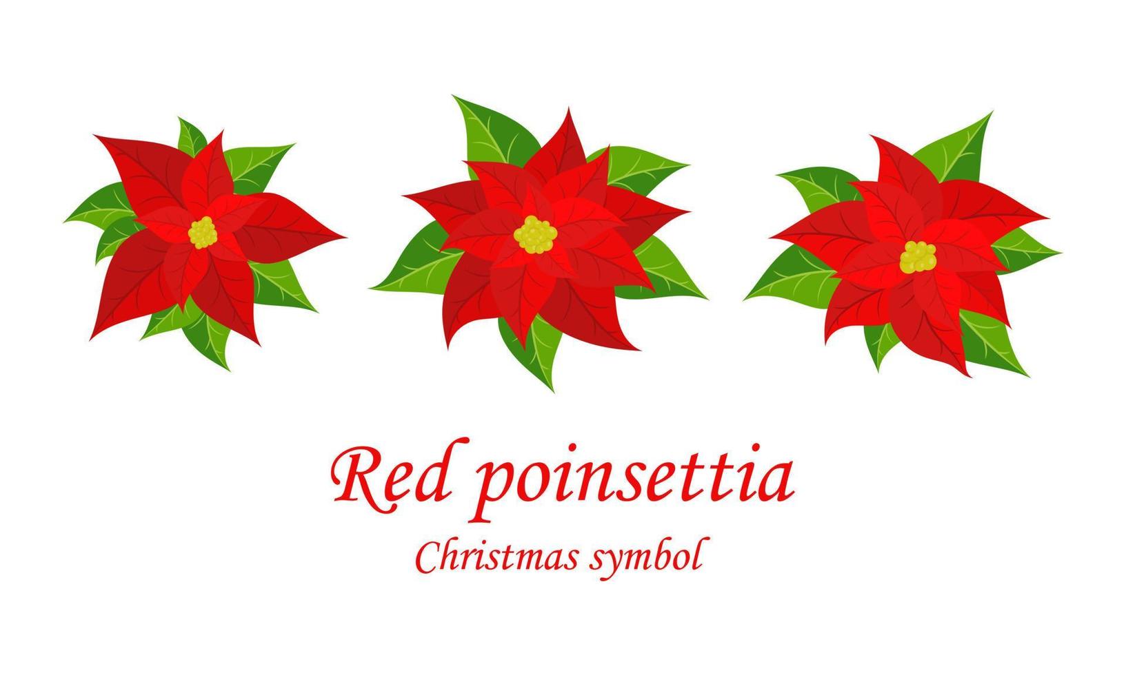 poinsettia de noël rouge. sertie de fleurs de poinsettia. symbole de Noël. illustration vectorielle. vecteur