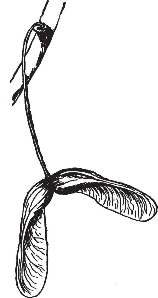 illustration vintage de graine d'érable rouge. vecteur