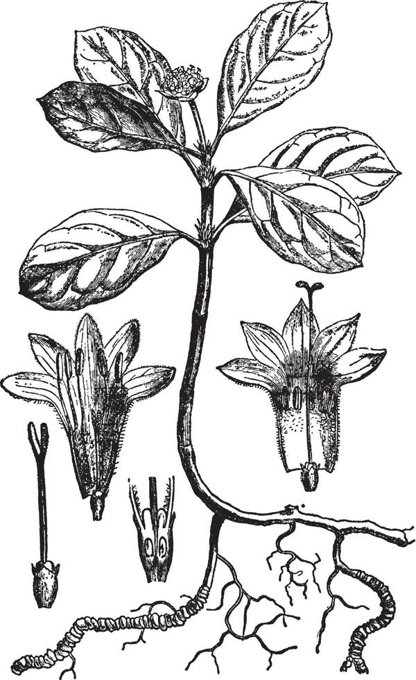 illustration vintage de la plante ipecacuanha. vecteur