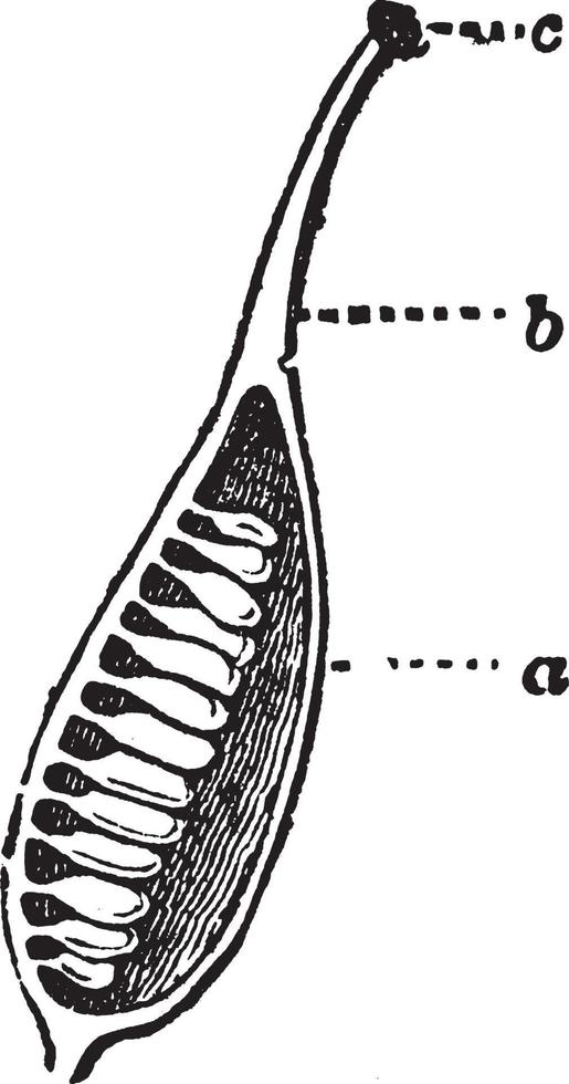 illustration vintage de pistils. vecteur