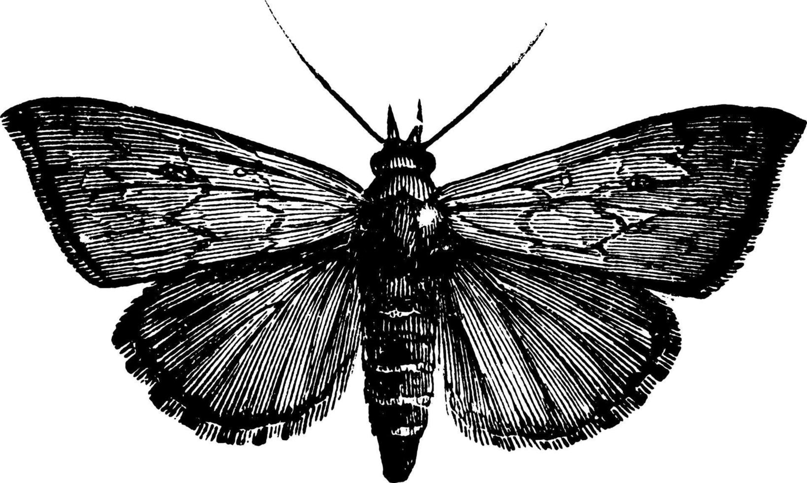 owlet moth ou aletia argillacea, illustration vintage. vecteur