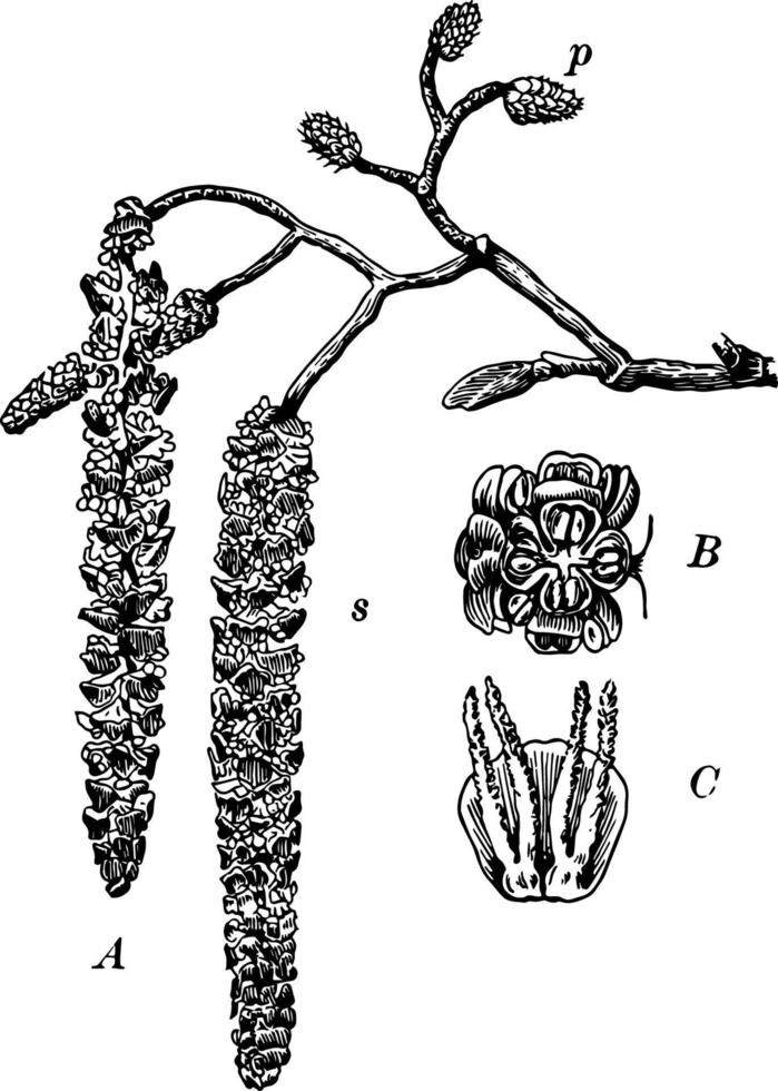 illustration vintage de fleurs d'aulne. vecteur