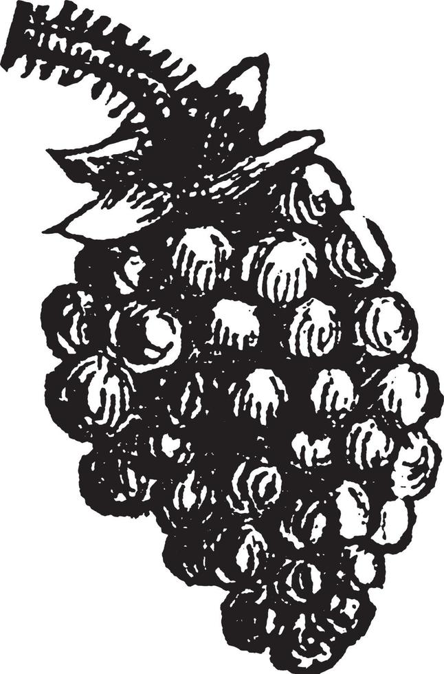 illustration vintage de mûre. vecteur