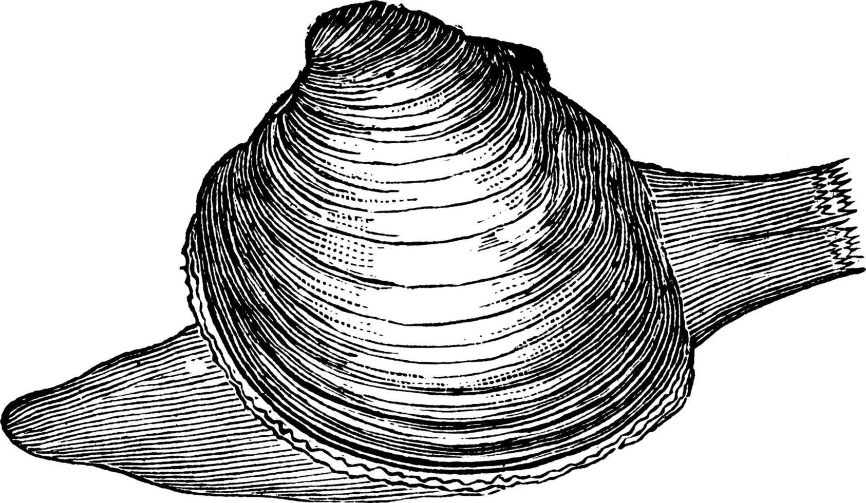 quahog, illustration vintage. vecteur