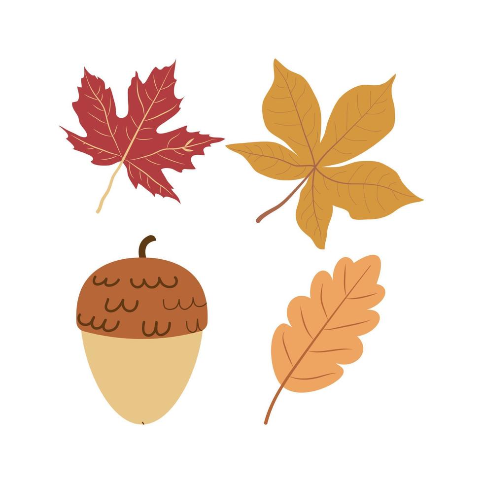feuilles d'automne et gland vecteur