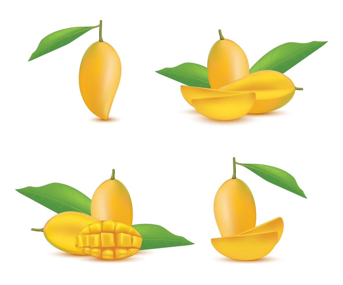 ensemble de fruits à la mangue réaliste vecteur