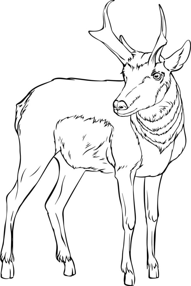 croquis d'antilope. dessin vectoriel noir et blanc. pour les livres de coloriage et de design.