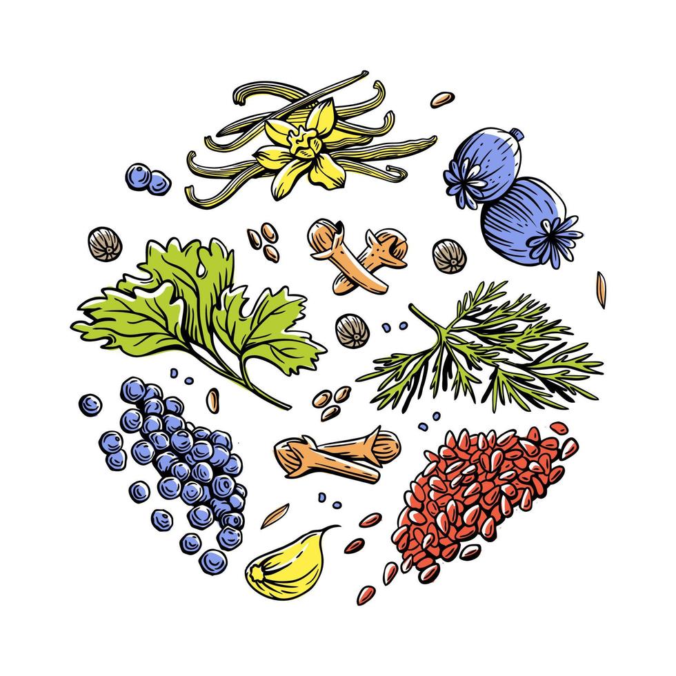 ensemble d'images vectorielles d'illustrations linéaires avec épices et herbes, basilic, persil, coriandre, romarin, cannelle, piment, poivre, thym, curcuma, poivre noir, gingembre, origan vecteur