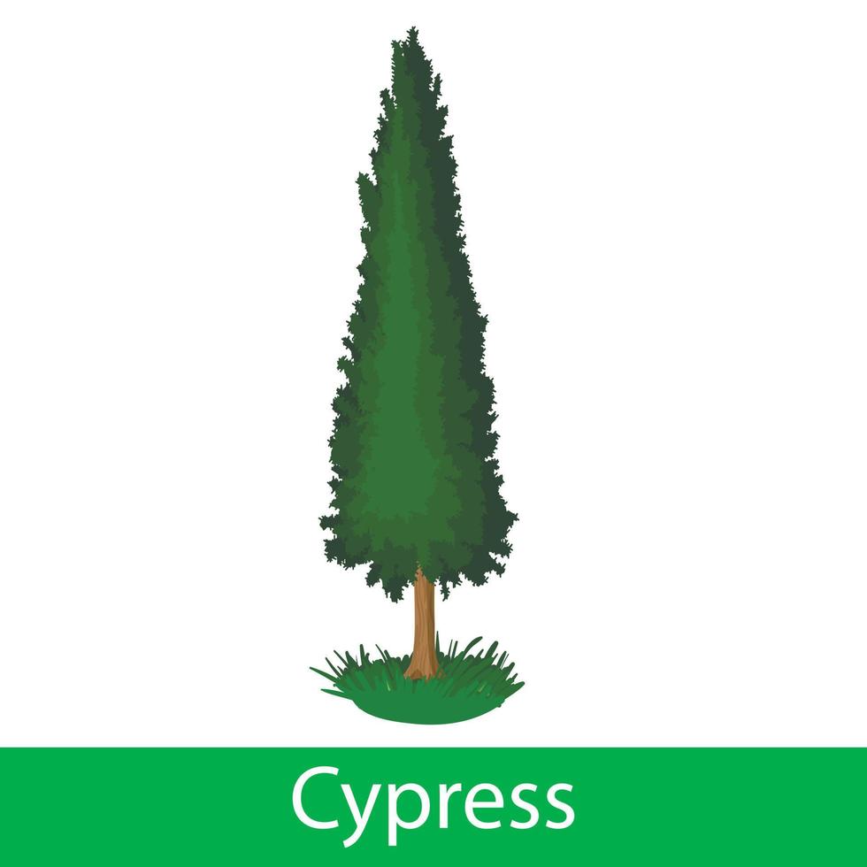 icône de dessin animé de cyprès vecteur