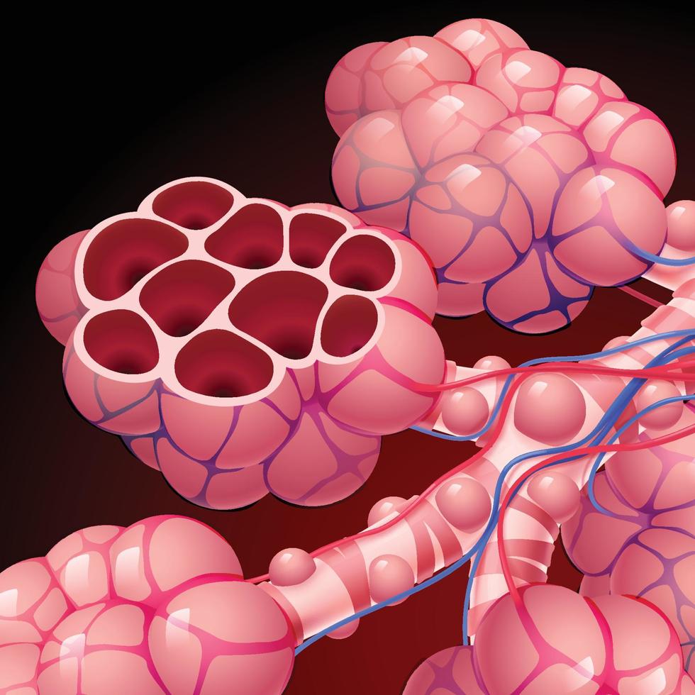 illustration 3d de la trachée et des sacs aériens dans les poumons humains sains. l'éducation à l'utilisation médicale et le commerce. vecteur