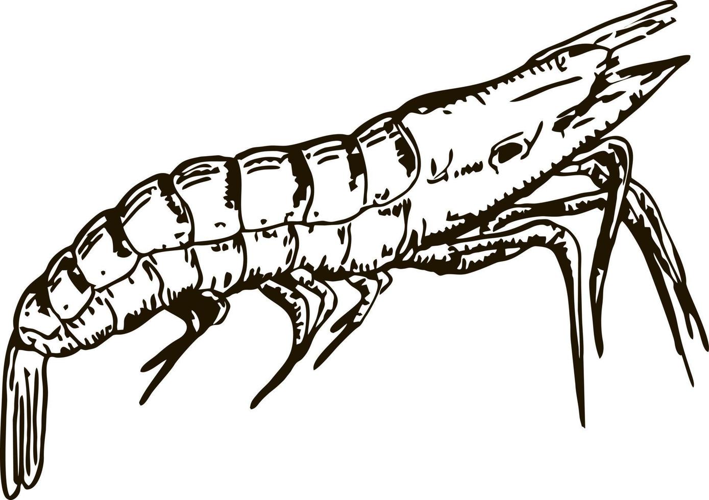 crevettes isolées. illustration vectorielle de croquis d'animaux de mer de crevettes. un animal de l'océan est une crevette. fruits de mer, vie marine vecteur