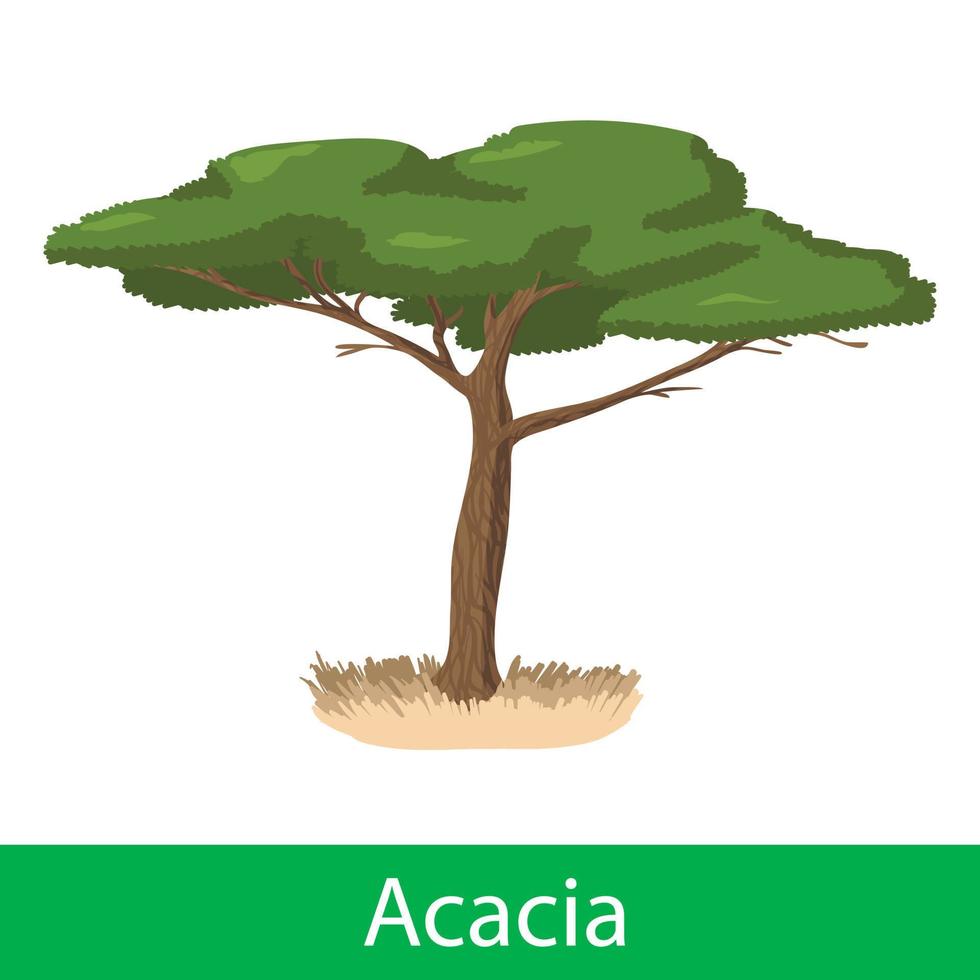 arbre de dessin animé d'acacia vecteur