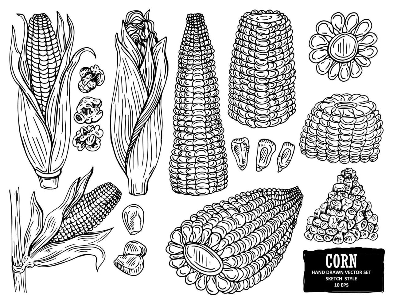 ensemble de légumes dessinés à la main d'épis de maïs et de céréales. légume isolé sur fond blanc avec étiquette. conception pour magasin, marché, livre, menu, bannière. croquis de style d'encre de contour. illustration de coloration vectorielle. vecteur